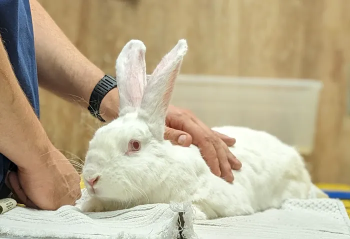 Wheaton Animal Hospital Picture 3