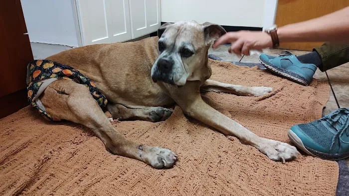 Wheaton Animal Hospital Picture 1