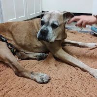 Wheaton Animal Hospital ico