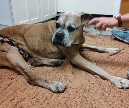 Wheaton Animal Hospital