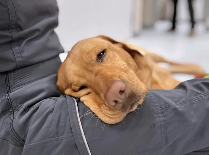 Specialists at Veterinary Surgical Centers Picture 8