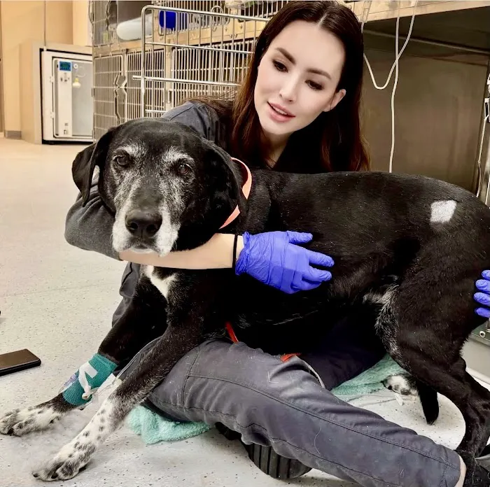 Specialists at Veterinary Surgical Centers Picture 9