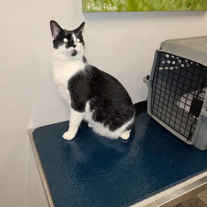 Montgomery Animal Hospital Picture 10
