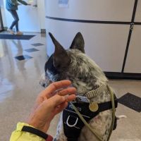 Nebel St. Animal Hospital ico