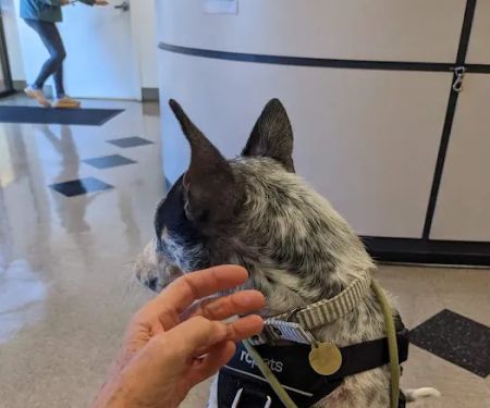 Nebel St. Animal Hospital