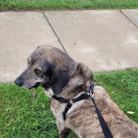 Rockville Pike Animal Hospital ico