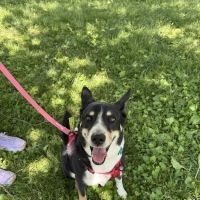 Banfield Pet Hospital ico