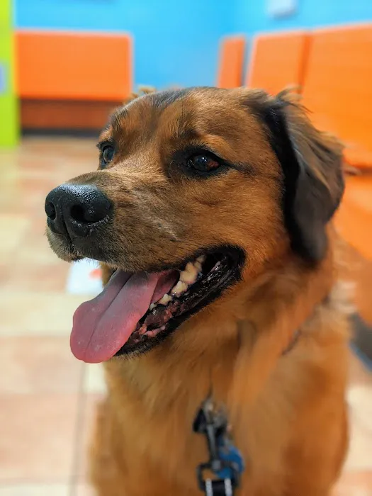 Banfield Pet Hospital Picture 8