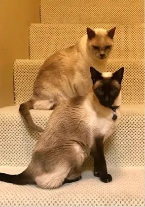 Balance Veterinary Center Picture 6