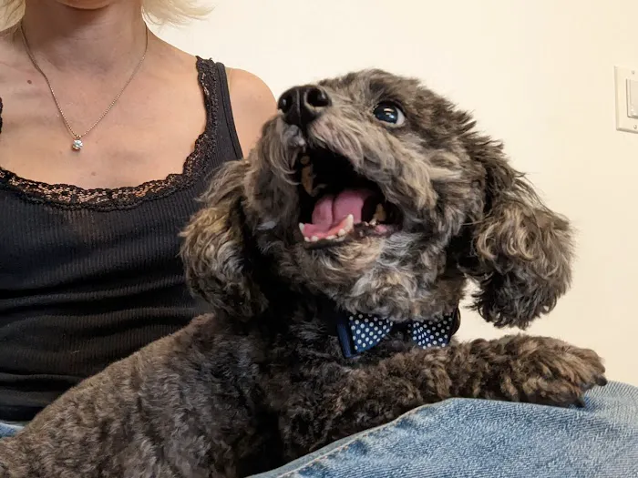 Balance Veterinary Center Picture 7