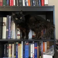 Maple Springs Veterinary Hospital ico