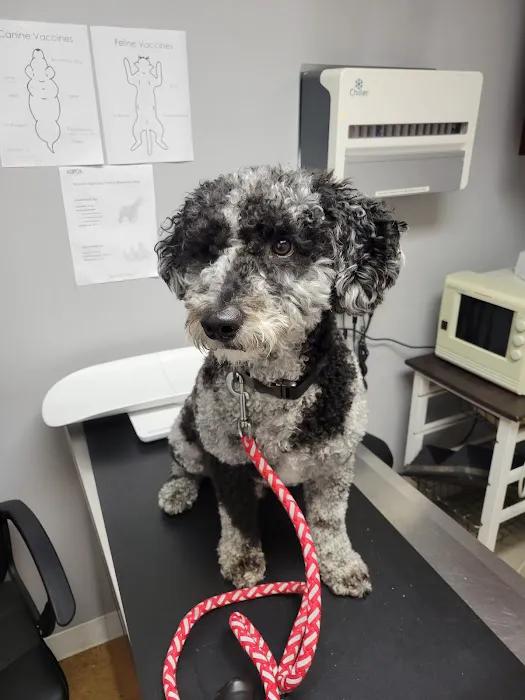 Maple Springs Veterinary Hospital Picture 5