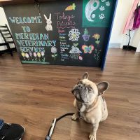Meridian Veterinary Services ico