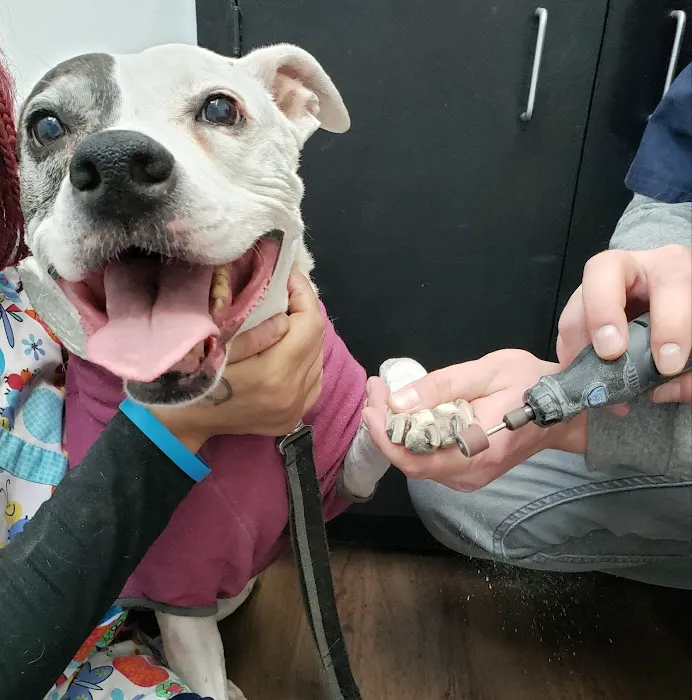 Meridian Veterinary Services Picture 10