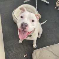 Metropolitan Animal Emergency and Specialty Center ico