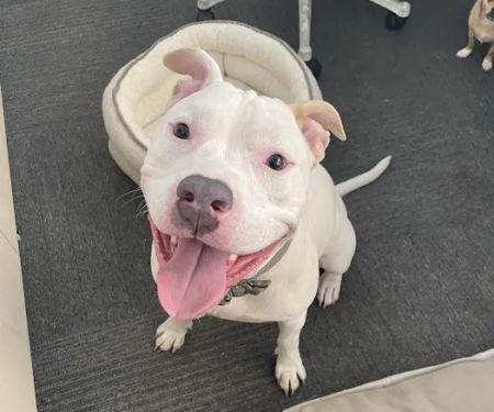 Metropolitan Animal Emergency and Specialty Center