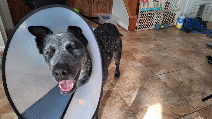 Metropolitan Animal Emergency and Specialty Center Picture 4