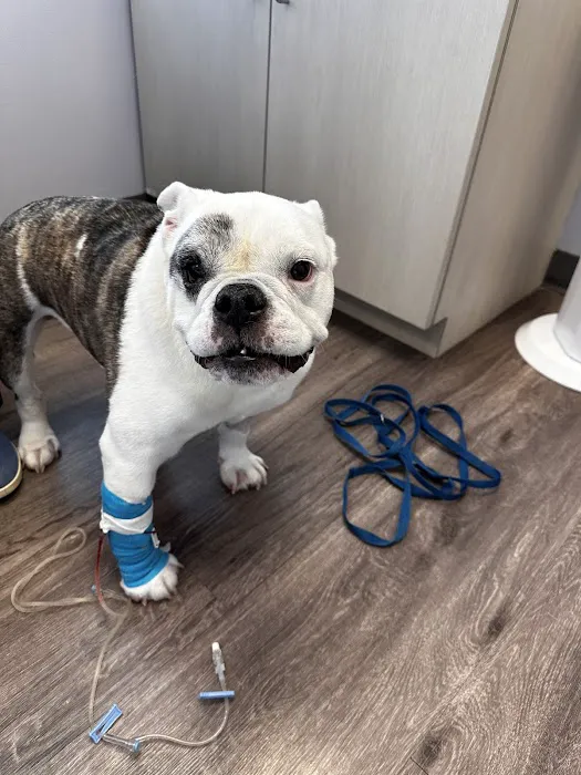 Metropolitan Animal Emergency and Specialty Center Picture 10