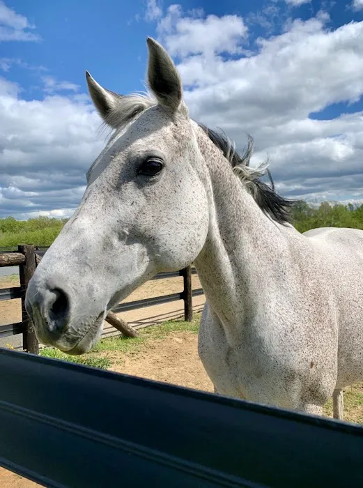 Solstice Equine Veterinary Services Picture 4