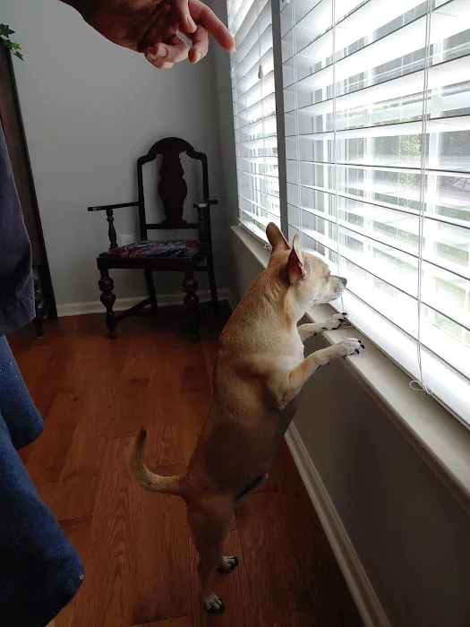 House Paws Animal Hospital Lovettsville Picture 2