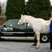 Wagner Equine Veterinary Services ico