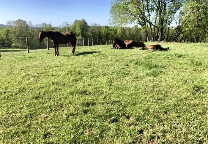 Spurlock Equine Associates Picture 2