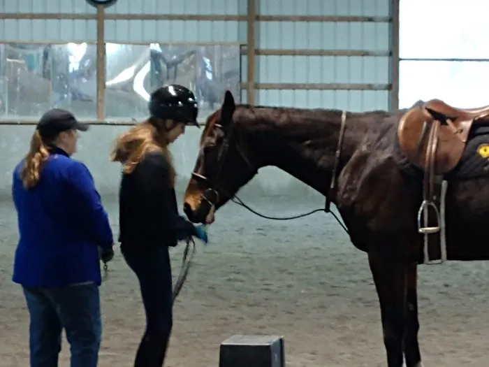 Bay Equine Services Picture 1