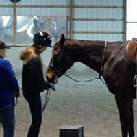Bay Equine Services ico