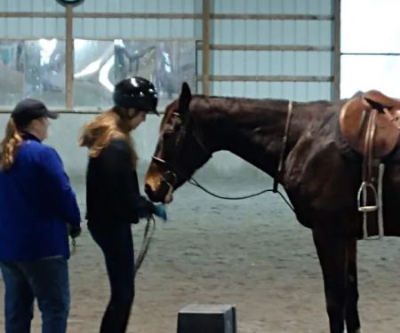Bay Equine Services