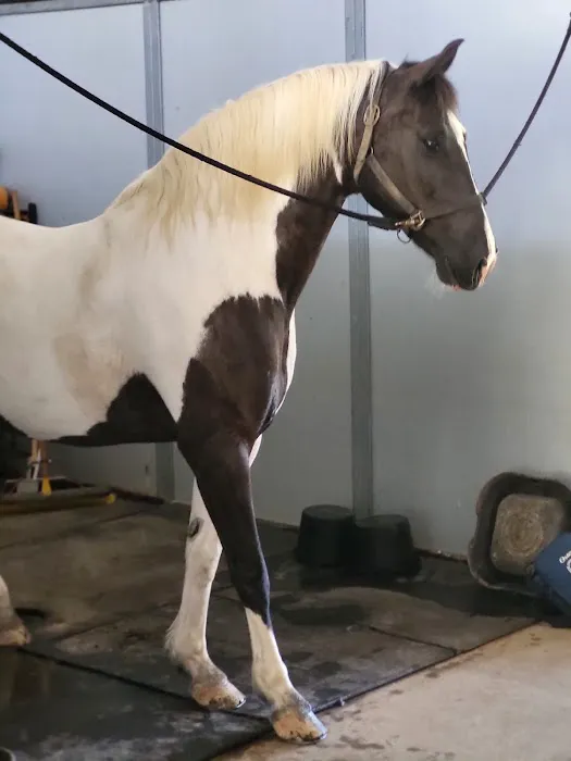 Bay Equine Services Picture 2