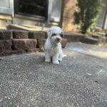 Prince Frederick Animal Hospital
