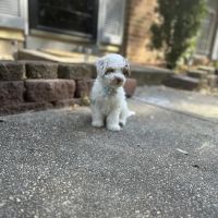 Prince Frederick Animal Hospital ico