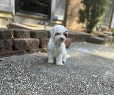 Prince Frederick Animal Hospital