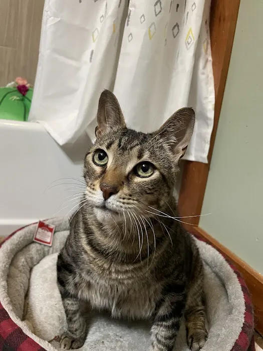 Prince Frederick Animal Hospital Picture 7