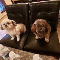 Indian Head Animal Hospital ico