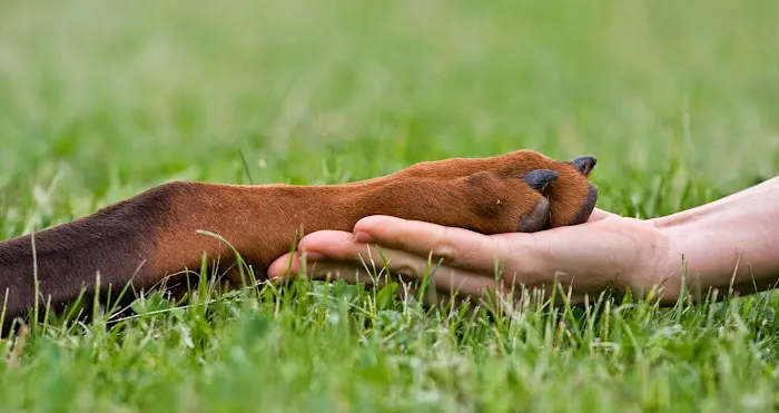 Indian Head Animal Hospital Picture 8