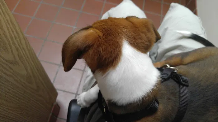 Indian Head Animal Hospital Picture 5