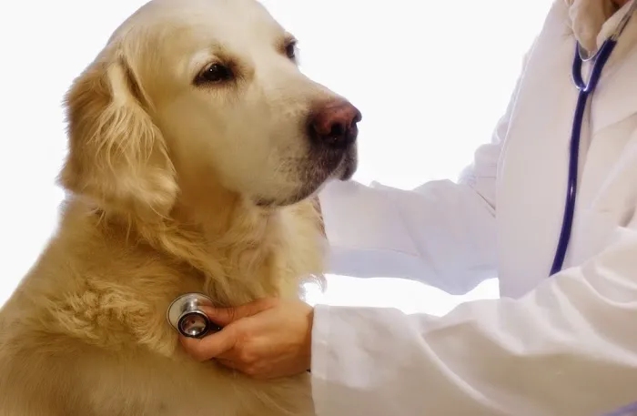 Indian Head Animal Hospital Picture 2