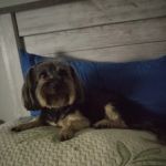 Waldorf Animal Clinic