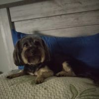 Waldorf Animal Clinic ico