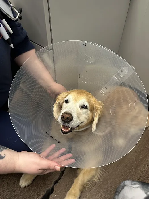 PetMedic Vet Clinic - Old Town Picture 2