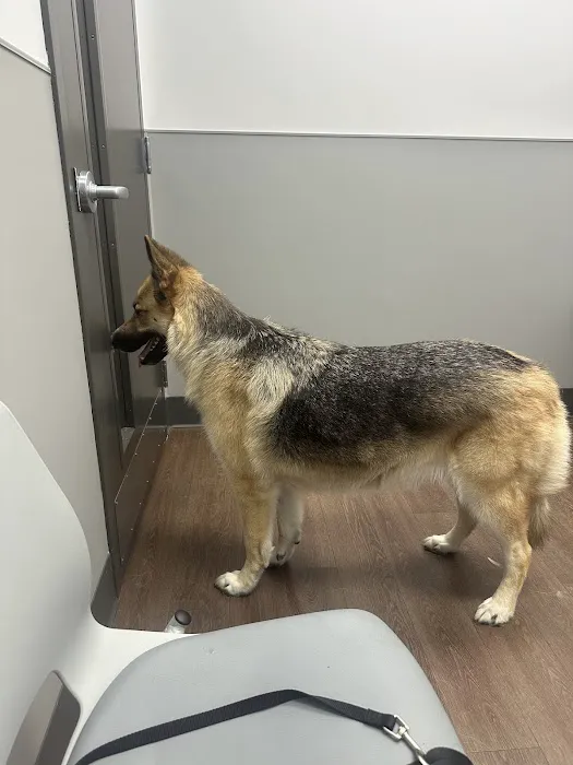 PetMedic Vet Clinic - Old Town Picture 7