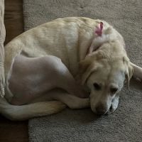 Belle Haven Animal Medical Centre ico