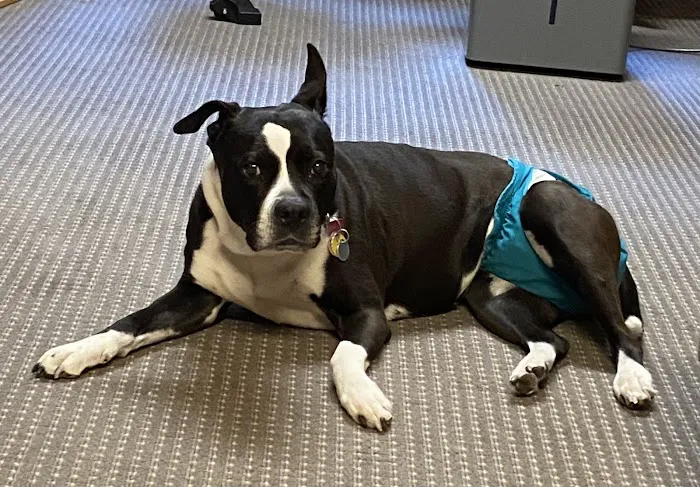 Lynn Animal Hospital Picture 3
