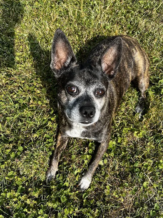 Lynn Animal Hospital Picture 8