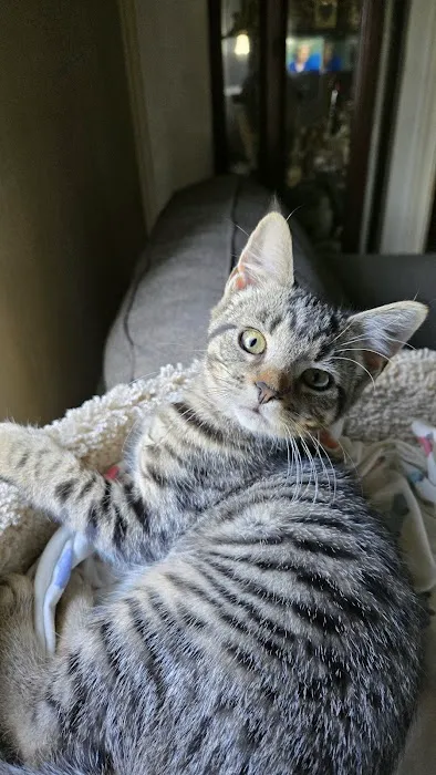 Lynn Animal Hospital Picture 4