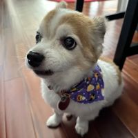 College Park Animal Hospital ico