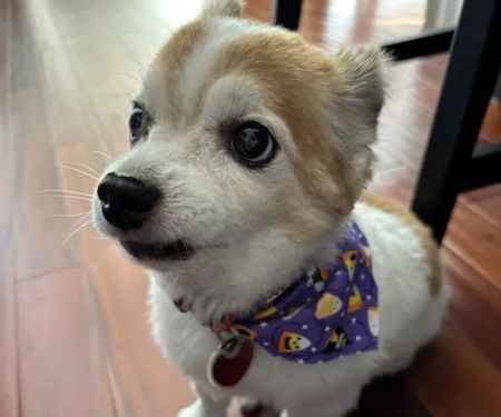College Park Animal Hospital