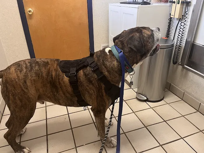 College Park Animal Hospital Picture 8