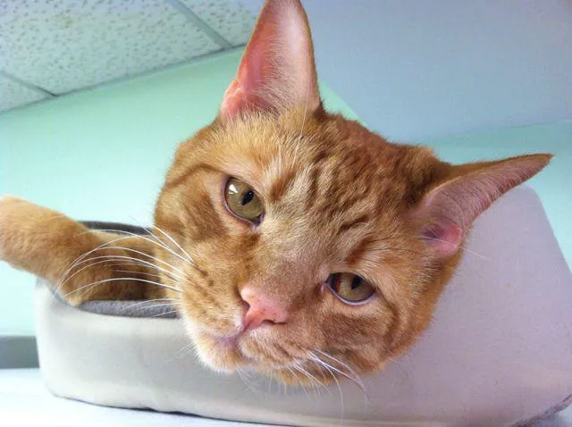 College Park Animal Hospital Picture 10